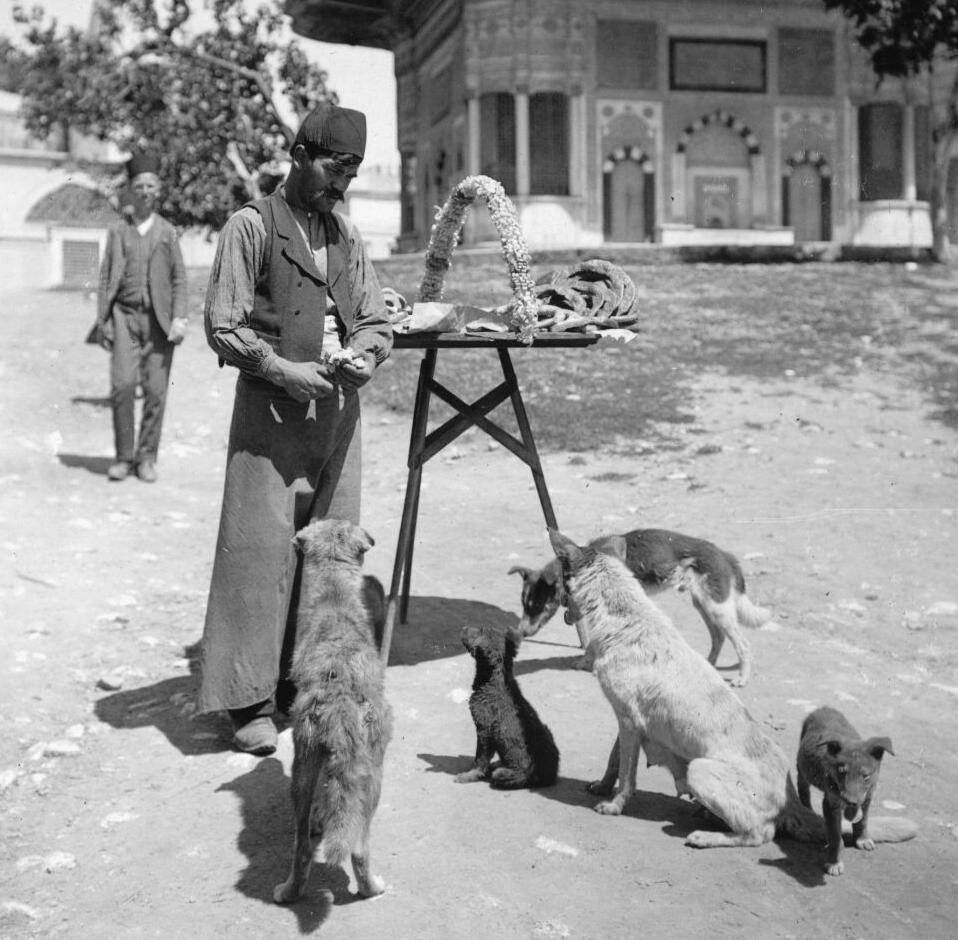 Ekolojik dengenin olmazsa olmazı: Kedi ve köpekler Ekolojik dengenin gönüllü işçileri: Kediler ve köpekler - 4. Resim