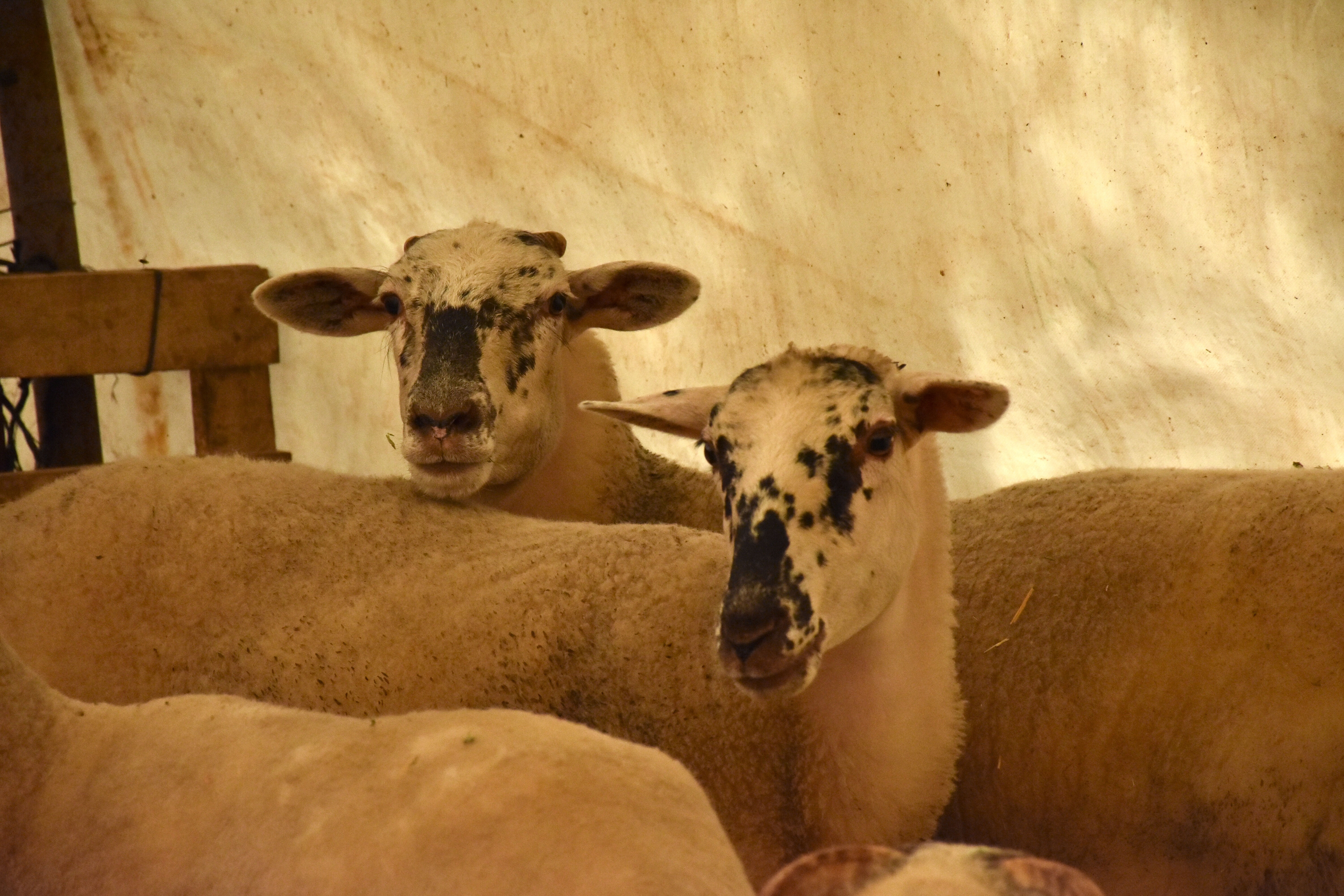 Gurbetçinin böylesi! Türkiye'ye döndü, yeni koyun ırk geliştirdi - 2. Resim