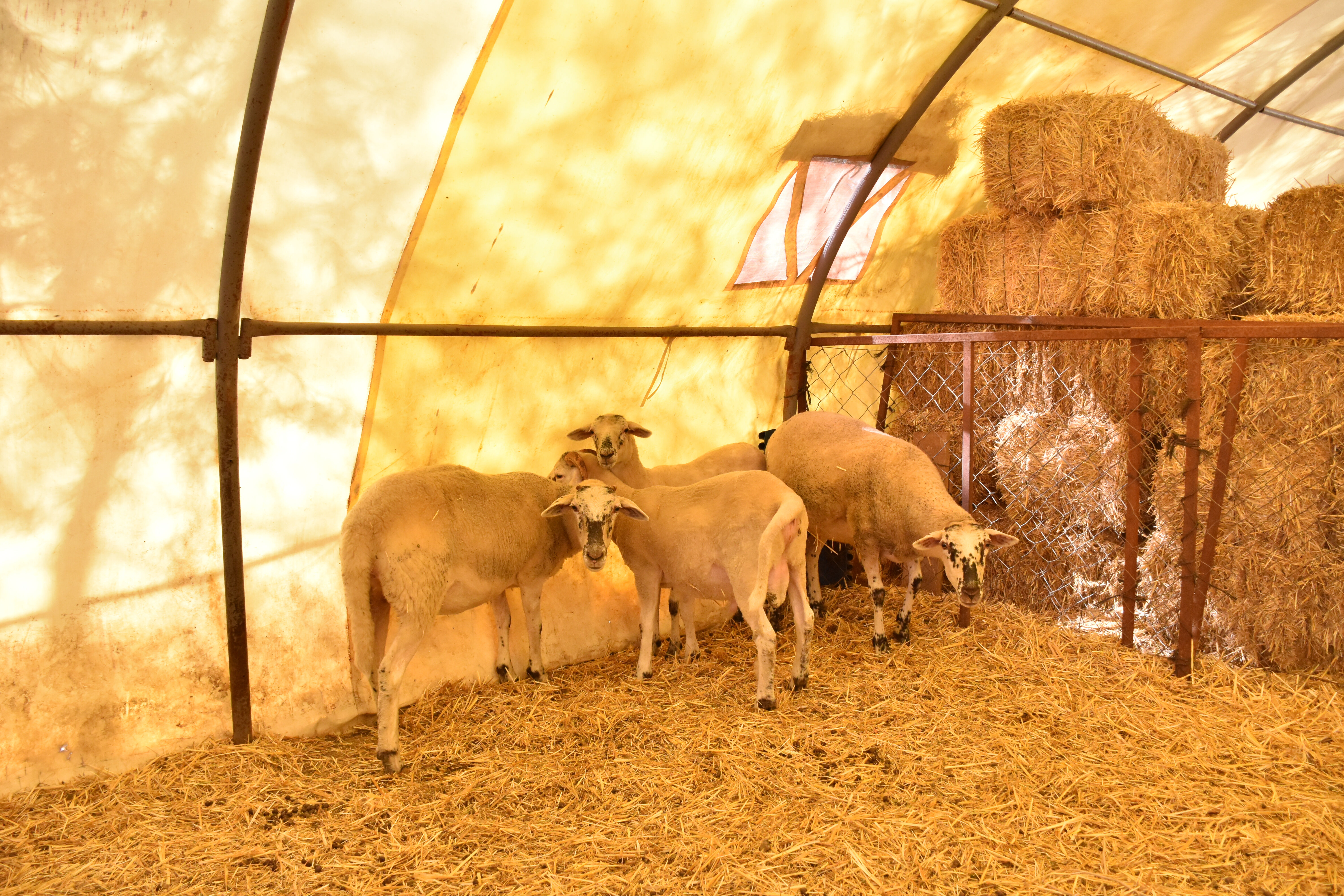 Gurbetçinin böylesi! Türkiye'ye döndü, yeni koyun ırk geliştirdi - 3. Resim