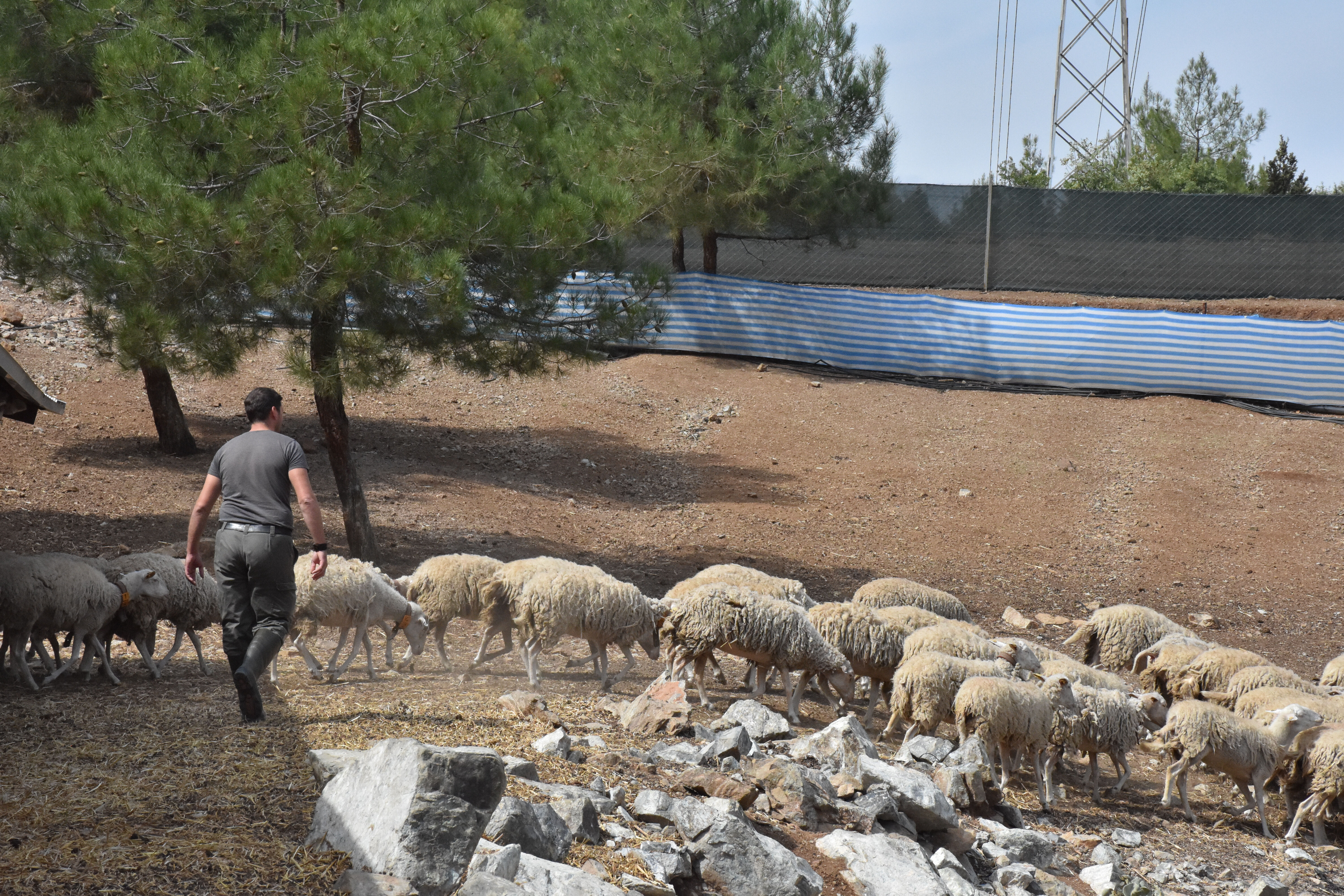 Gurbetçinin böylesi! Türkiye'ye döndü, yeni koyun ırk geliştirdi - 2. Resim