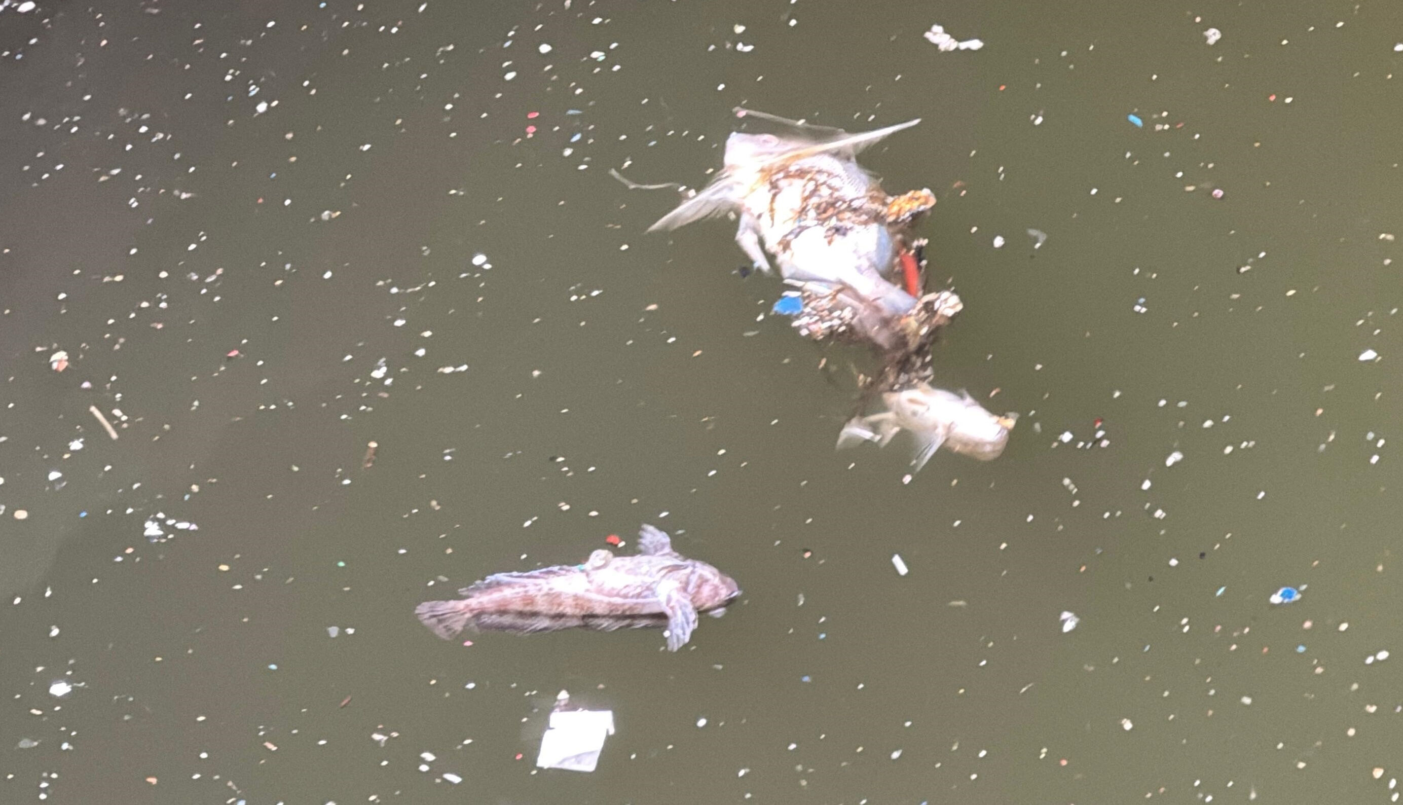 İzmir'de balık ölümleri... Cemil Tugay 1,5 yıl süre istedi - 1. Resim