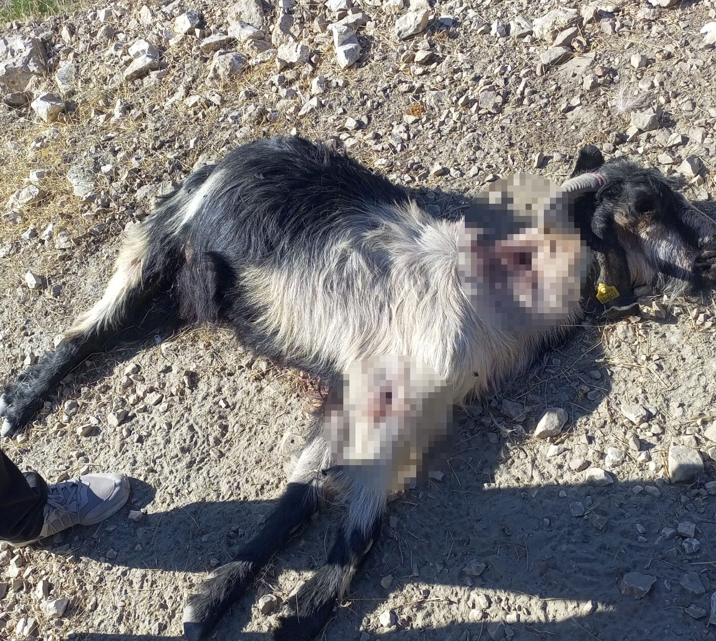 Keçi sürüsüne kurşun yağdırdılar! Görüntüler yürek sızlattı Keçi sürüsüne kurşun yağdırdılar! Görüntüler yürek sızlattı - 1. Resim