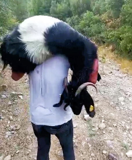 Keçi sürüsüne kurşun yağdırdılar! Görüntüler yürek sızlattı Keçi sürüsüne kurşun yağdırdılar! Görüntüler yürek sızlattı - 2. Resim