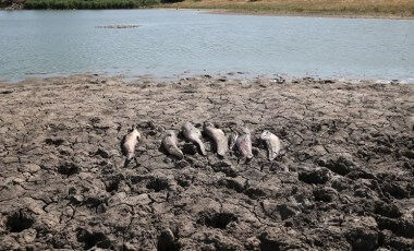 Biyogaz değilmiş... Gediz Nehri'ndeki balık ölümlerinin nedeni ortaya çıktı - 4. Resim