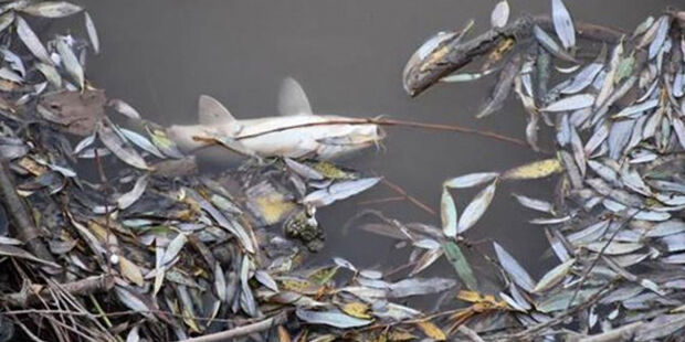 Biyogaz değilmiş... Gediz Nehri'ndeki balık ölümlerinin nedeni ortaya çıktı - 3. Resim