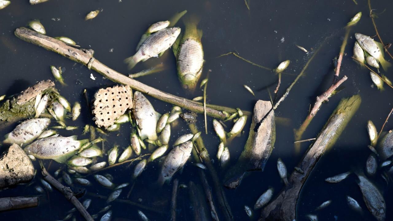 Biyogaz değilmiş... Gediz Nehri'ndeki balık ölümlerinin nedeni ortaya çıktı - 5. Resim