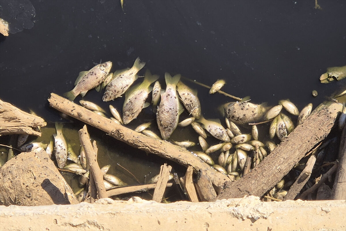 Biyogaz değilmiş... Gediz Nehri'ndeki balık ölümlerinin nedeni ortaya çıktı - 2. Resim