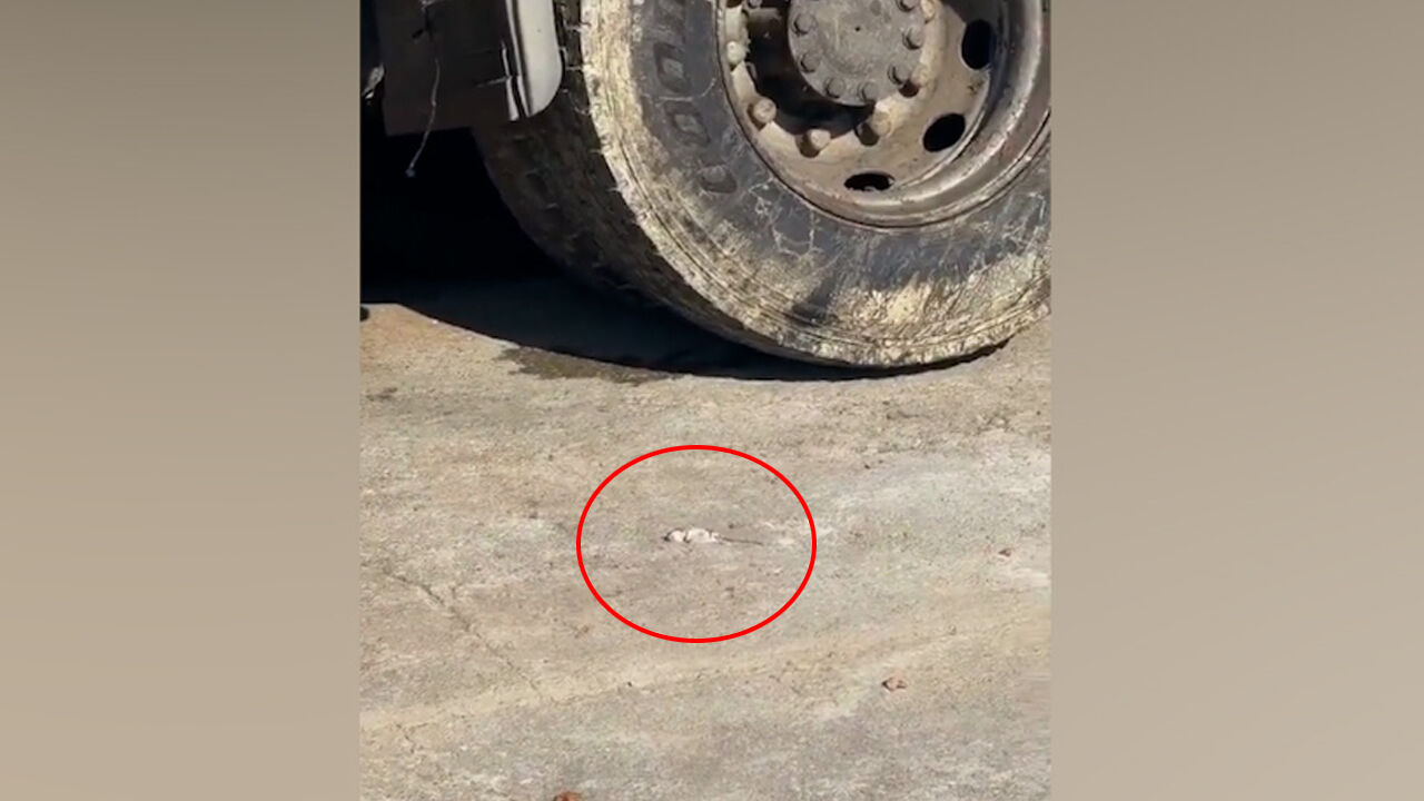 Salça fabrikasında mide bulandıran görüntüler! Bakanlık gerekeni yaptı Salça fabrikasında mide bulandıran görüntüler! Bakanlık gerekeni yaptı - 2. Resim