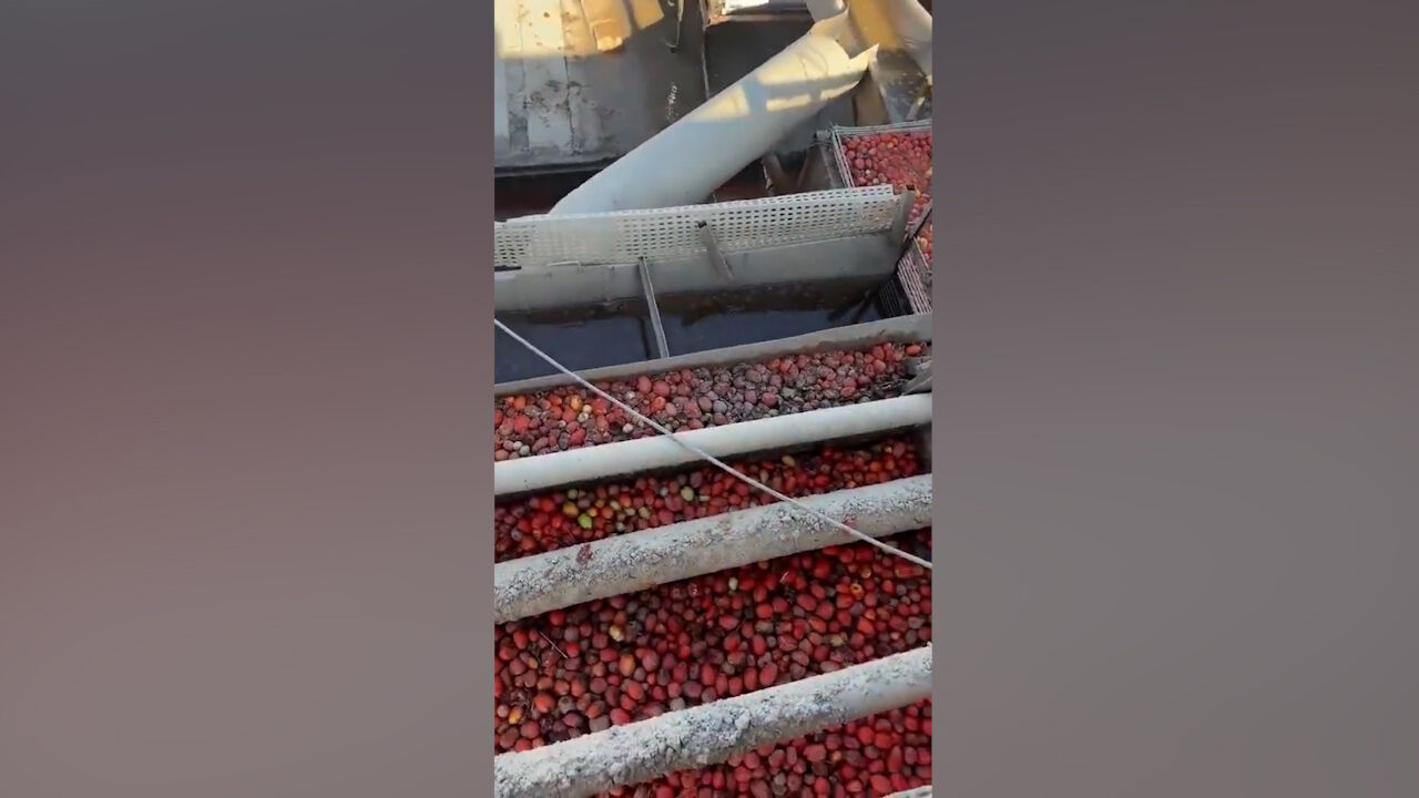 Salça fabrikasında mide bulandıran görüntüler! Bakanlık gerekeni yaptı Salça fabrikasında mide bulandıran görüntüler! Bakanlık gerekeni yaptı - 1. Resim