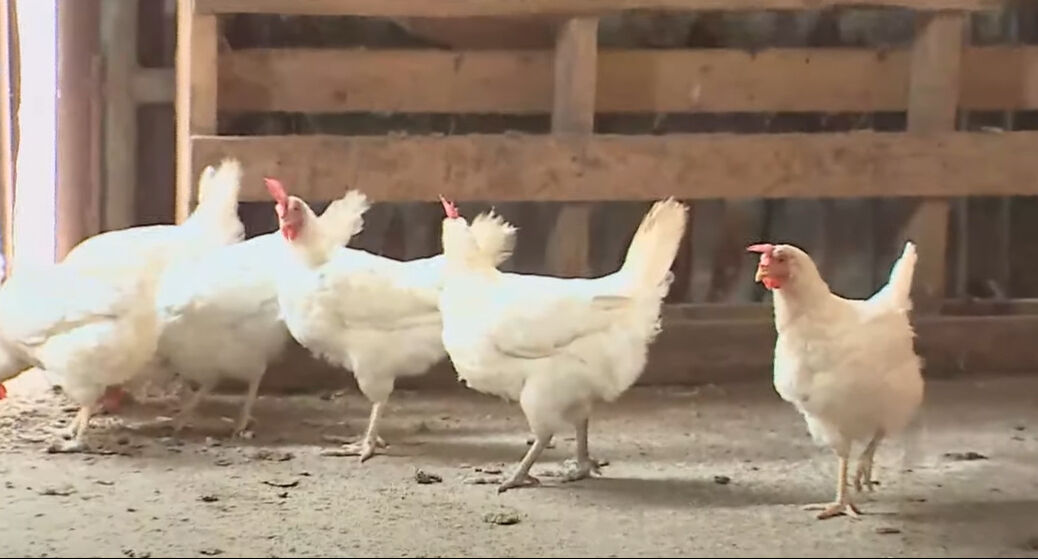 Murat Kurşun 50 dönümlük çiftliğinin kapılarını ilk kez açtı! Çiftlikte yok yok! Hamam, şelale, şömine... - 6. Resim