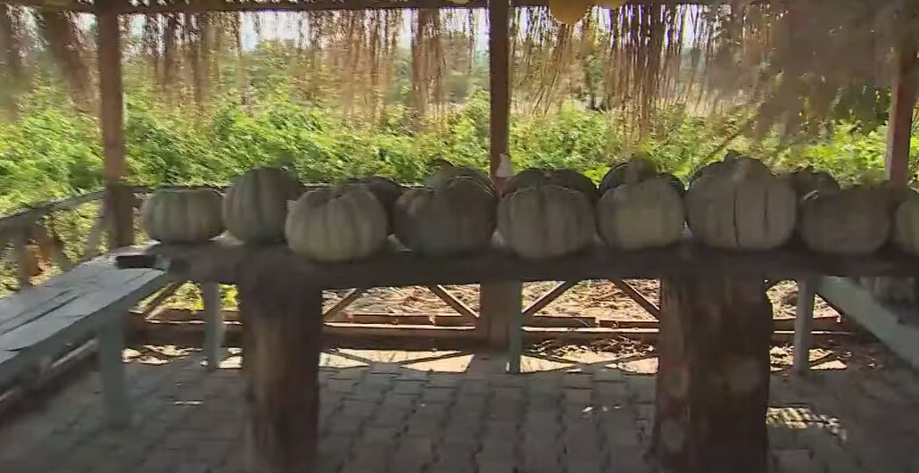 Murat Kurşun 50 dönümlük çiftliğinin kapılarını ilk kez açtı! Çiftlikte yok yok! Hamam, şelale, şömine... - 5. Resim