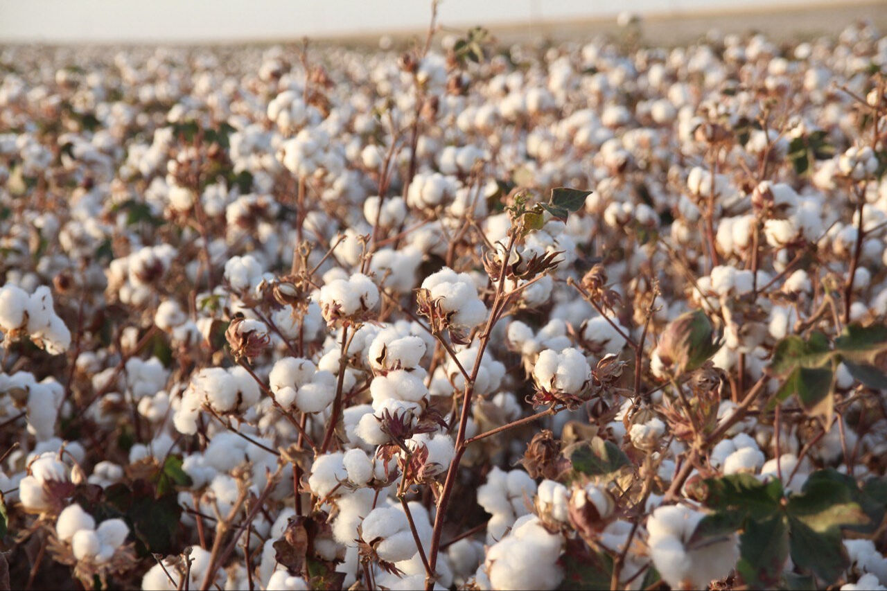 Beyaz altında hasat başladı! Üreticiler verimden memnun, fiyattan şikayetçi - 2. Resim