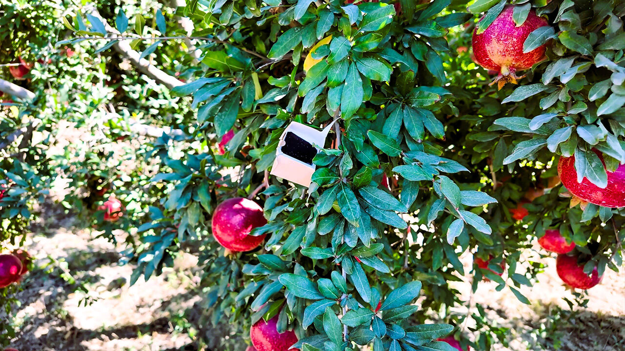 Daha ucuz, daha kârlı... Biyolojik mücadeleyle tarımda zararlı haşerata son verdiler! Denizli'deki uygulama tam not aldı Biyolojik sistemle tarımda zararlı haşerata son verdiler! Denizli'de akıllı böcekler gıda güvenliğini artırdı - 3. Resim