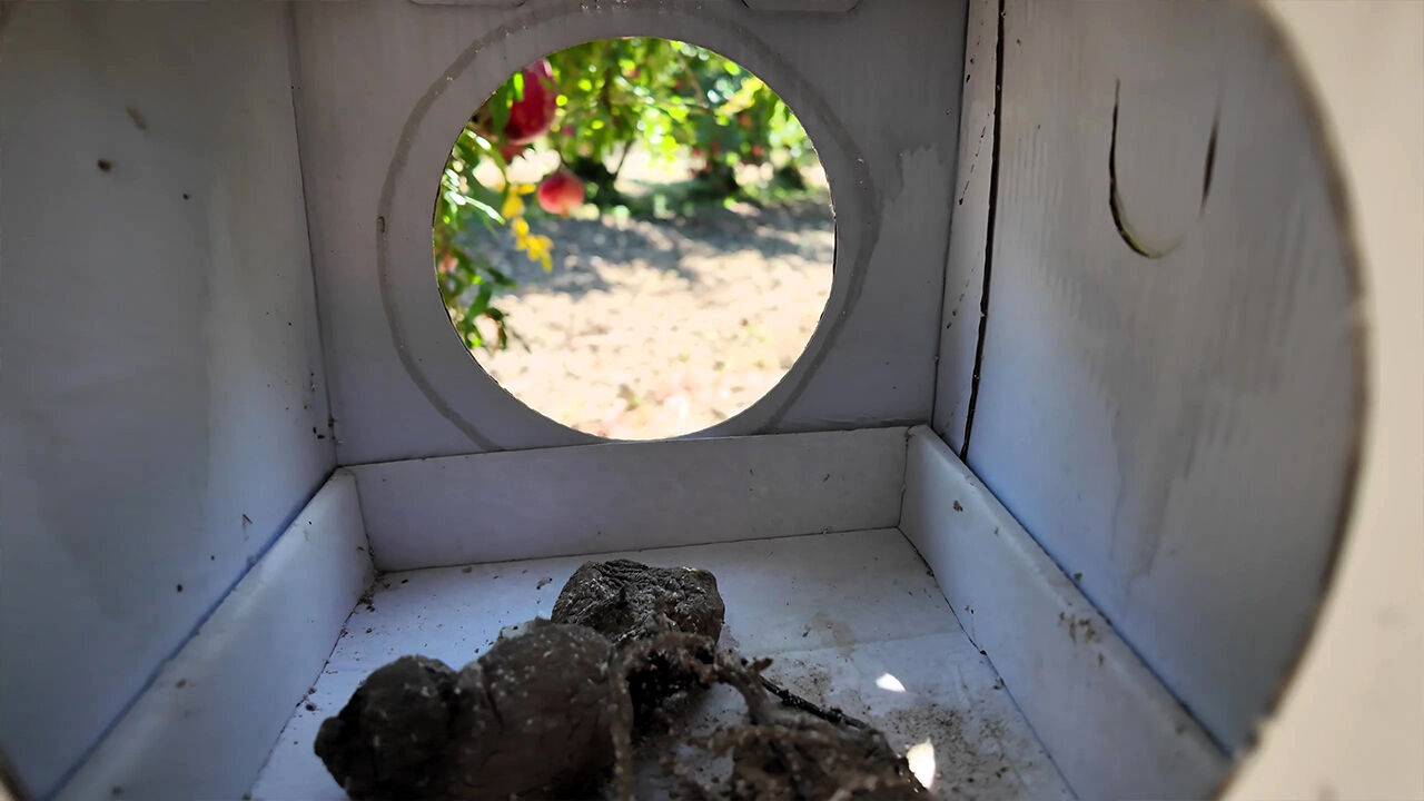 Daha ucuz, daha kârlı... Biyolojik mücadeleyle tarımda zararlı haşerata son verdiler! Denizli'deki uygulama tam not aldı Biyolojik sistemle tarımda zararlı haşerata son verdiler! Denizli'de akıllı böcekler gıda güvenliğini artırdı - 2. Resim