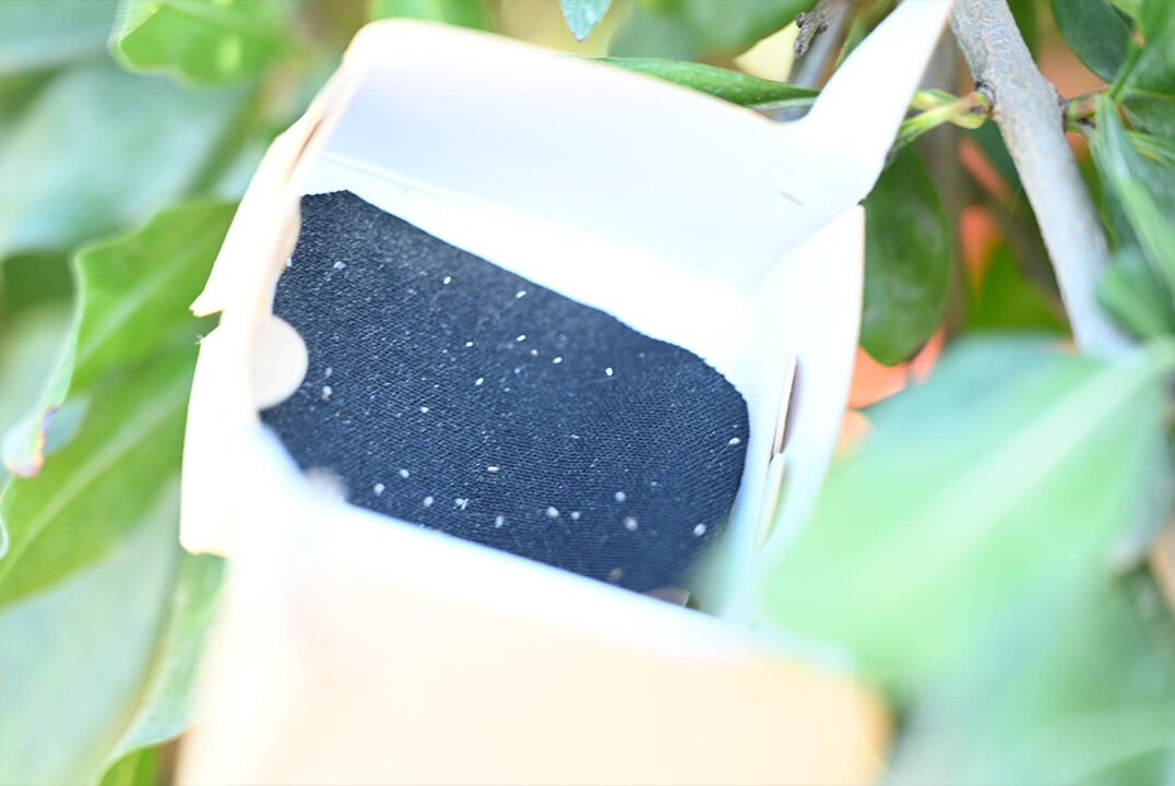 Daha ucuz, daha kârlı... Biyolojik mücadeleyle tarımda zararlı haşerata son verdiler! Denizli'deki uygulama tam not aldı Biyolojik sistemle tarımda zararlı haşerata son verdiler! Denizli'de akıllı böcekler gıda güvenliğini artırdı - 4. Resim