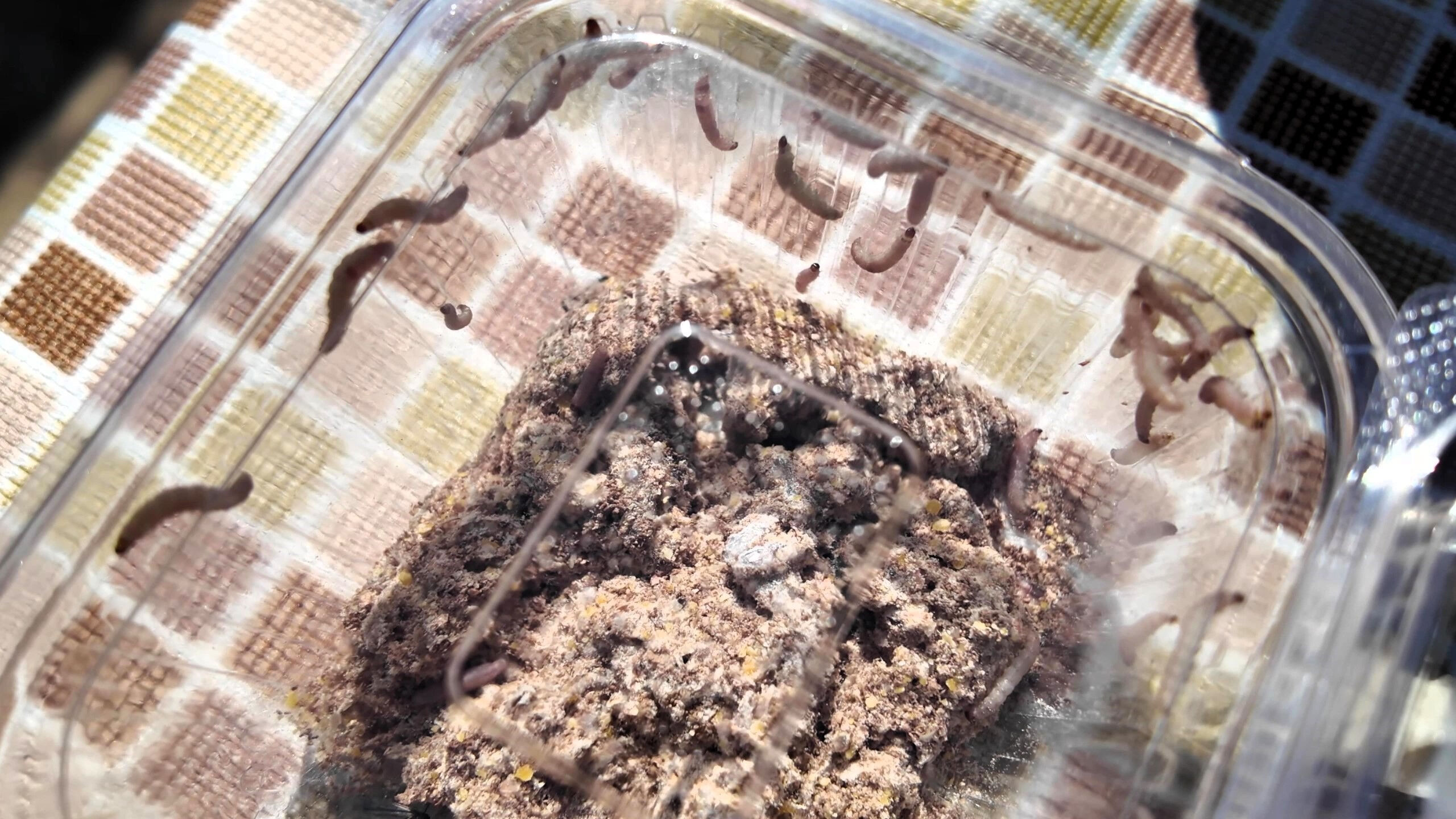 Daha ucuz, daha kârlı... Biyolojik mücadeleyle tarımda zararlı haşerata son verdiler! Denizli'deki uygulama tam not aldı Biyolojik sistemle tarımda zararlı haşerata son verdiler! Denizli'de akıllı böcekler gıda güvenliğini artırdı - 6. Resim