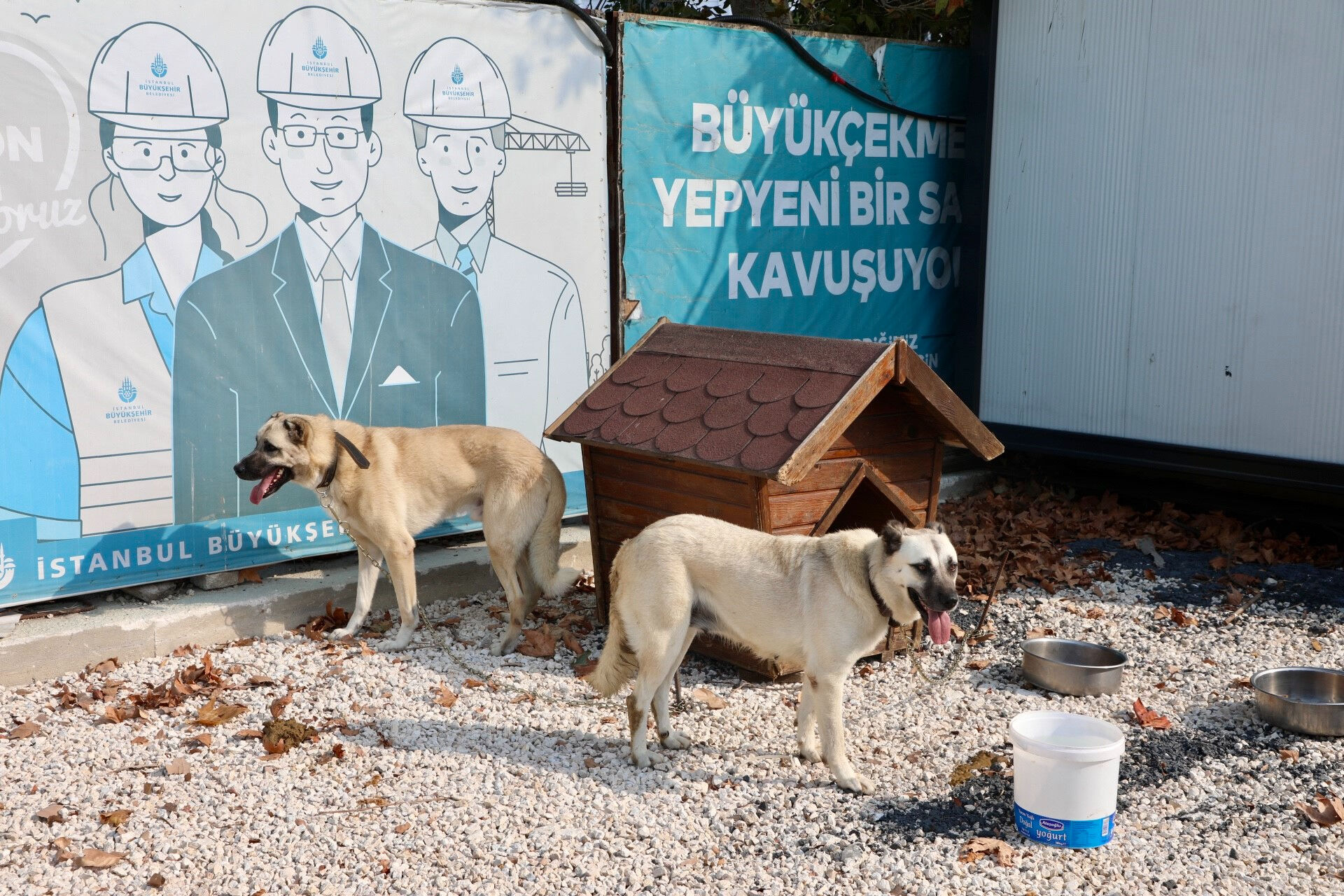 İstanbul'da sokak köpekleri için yeni proje! 176'sı bekçi köpeği oldu - 1. Resim