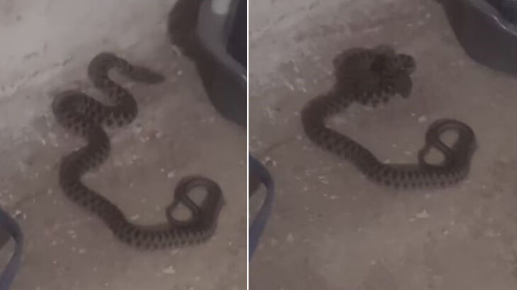 Zehirli yılanla sohbet! Söylediklerine kimse anlam veremedi - 1. Resim