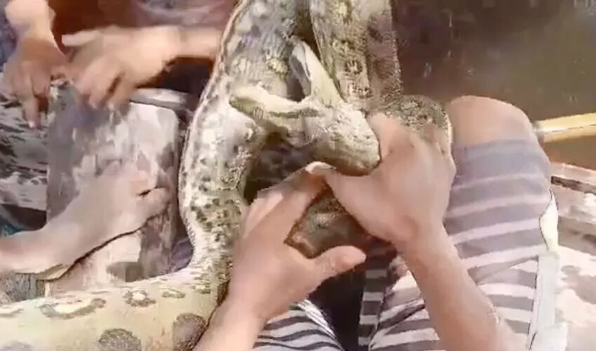 Görüntüler tüyler ürpertici! Canını kurtarmak için dev anakondayı ısırdı - 1. Resim