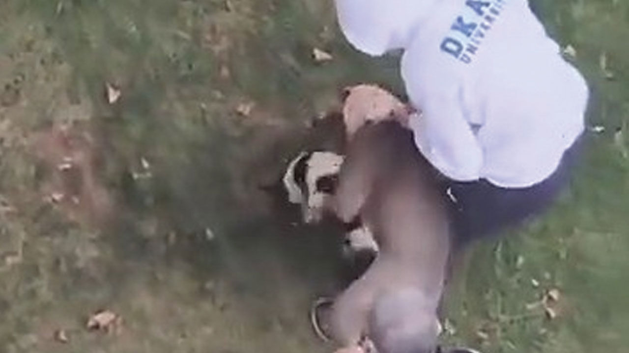 İstanbul Maltepe'de pitbull vahşeti! Kediyi parçalayarak öldürdü İstanbul Maltepe'de pitbull vahşeti! Kediyi parçalayarak öldürdü - 1. Resim