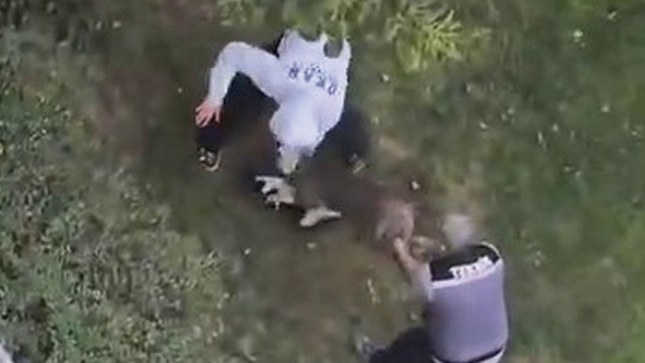 İstanbul Maltepe'de pitbull vahşeti! Kediyi parçalayarak öldürdü İstanbul Maltepe'de pitbull vahşeti! Kediyi parçalayarak öldürdü - 2. Resim