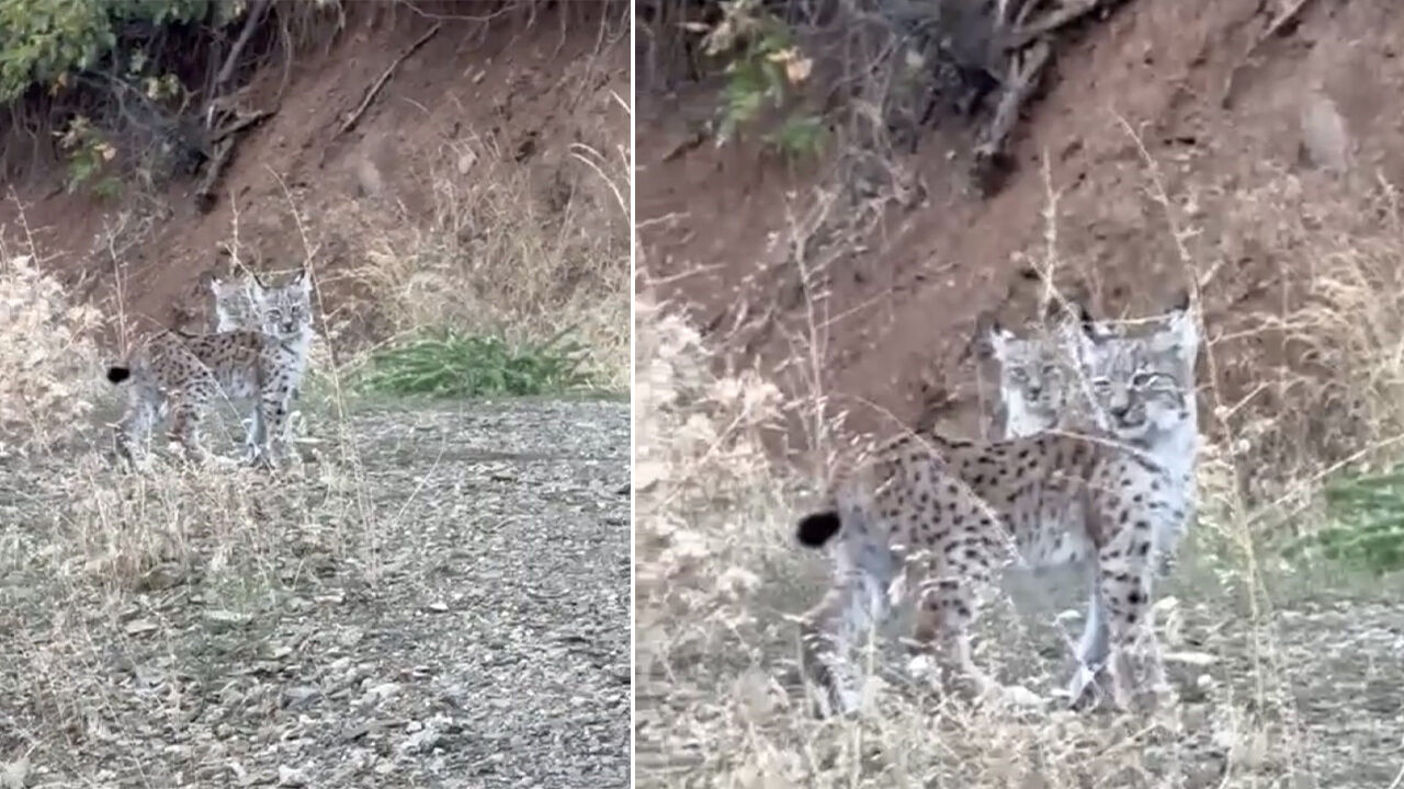 Nesli tükenme tehlikesi altında olan vaşaklar Elazığ’da görüntülendi Nesli tükenme tehlikesi altında olan vaşaklar Elazığ’da görüntülendi - 1. Resim