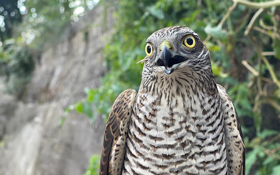 'Atmacacı'lık mesleği babadan oğula Rize'de devam ediyor! - 3. Resim