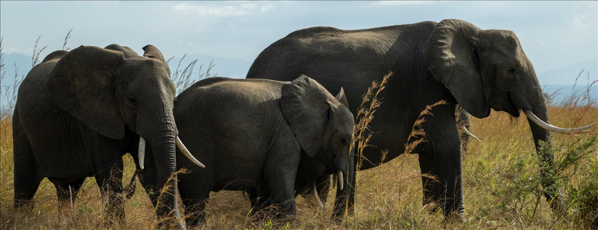 Para birimi değer kaybeden Zimbabve'de 'kişi başı bir ürün' sınırı geldi Para birimi değer kaybeden Zimbabve'de 'kişi başı bir ürün' sınırı geldi - 1. Resim