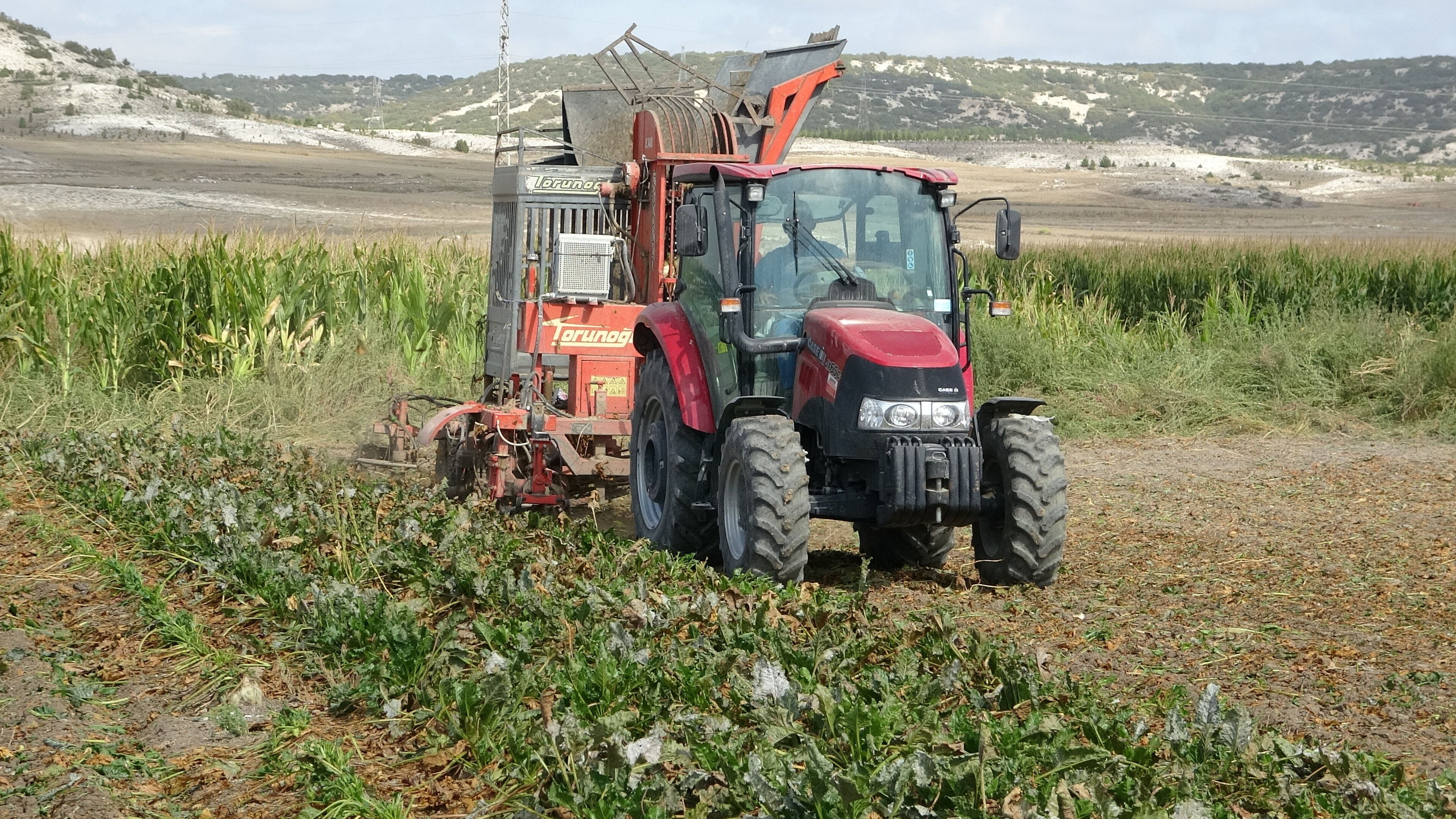 Pancarda hasat başladı! Üretici bu yıl verimden memnun Pancarda hasat başladı! Üretici bu yıl verimden memnun - 1. Resim