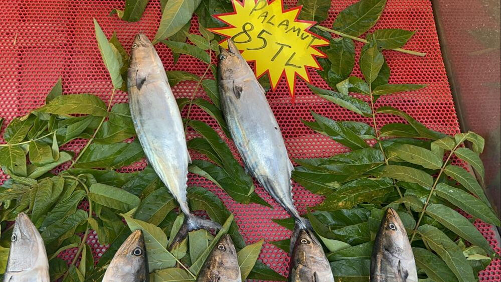 Palamutta fiyat yarı yarıya düştü - 1. Resim