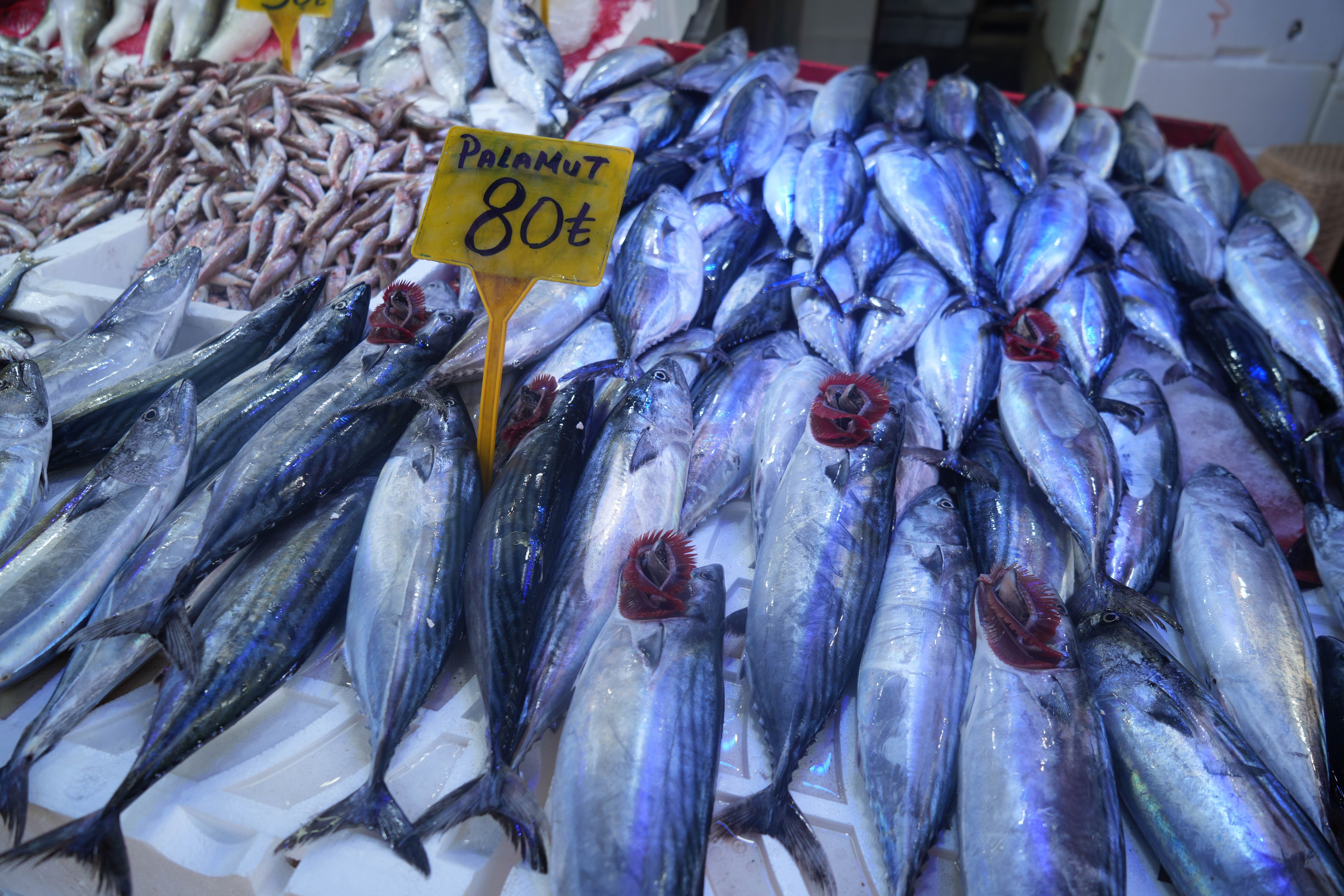 Palamut fiyatı yarı yarıya düştü! 4 tanesi 300 TL Palamut fiyatı yarı yarıya düştü! 4 tanesi 300 TL - 3. Resim