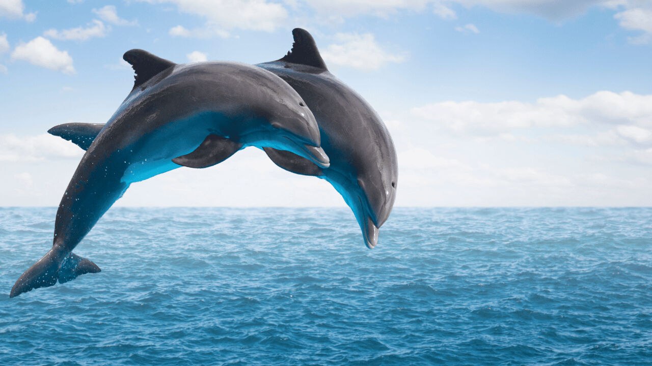 Yunuslar hakkında ilginç gerçek ortaya çıktı! Oyun sırasında o hareketi yapıyormuş... Yunuslar hakkında ilginç gerçek ortaya çıktı! Oyun sırasında o hareketi yapıyormuş... - 5. Resim