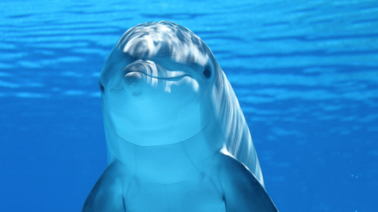 Yunuslar hakkında ilginç gerçek ortaya çıktı! Oyun sırasında o hareketi yapıyormuş... Yunuslar hakkında ilginç gerçek ortaya çıktı! Oyun sırasında o hareketi yapıyormuş... - 3. Resim