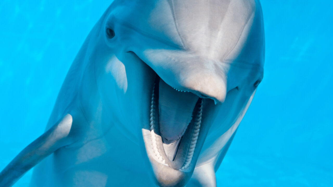 Yunuslar hakkında ilginç gerçek ortaya çıktı! Oyun sırasında o hareketi yapıyormuş... Yunuslar hakkında ilginç gerçek ortaya çıktı! Oyun sırasında o hareketi yapıyormuş... - 1. Resim