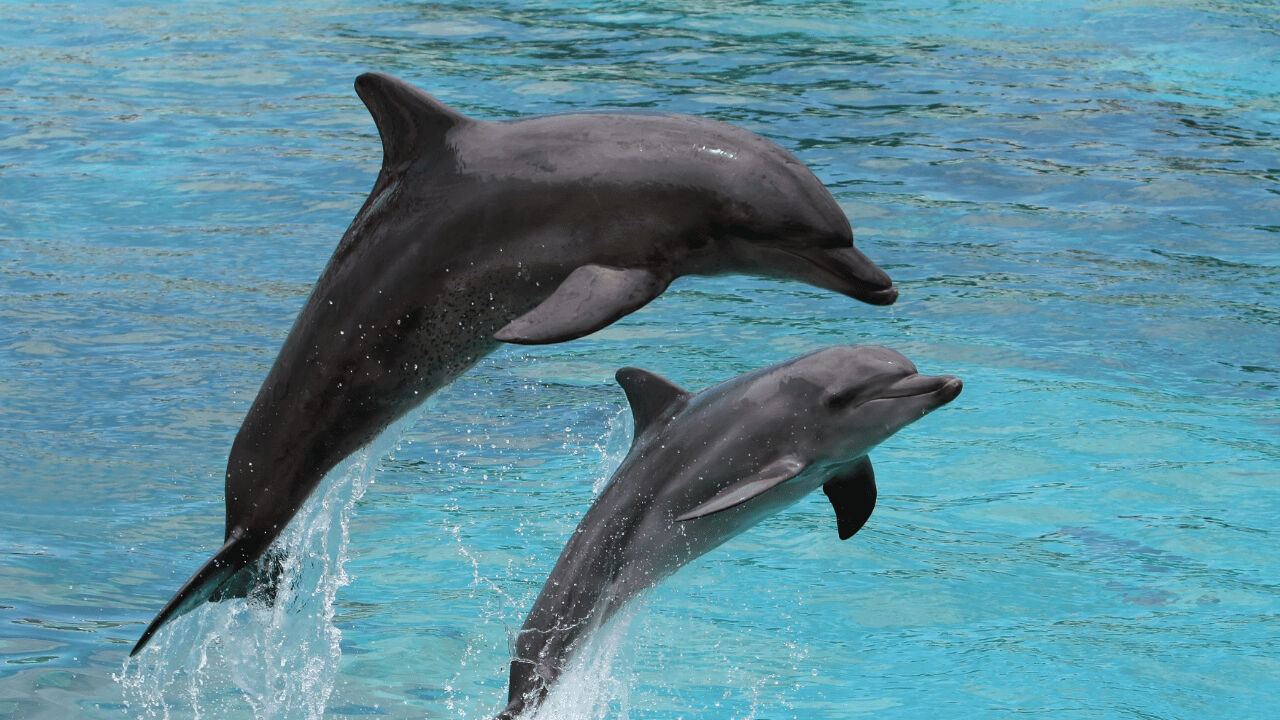 Yunuslar hakkında ilginç gerçek ortaya çıktı! Oyun sırasında o hareketi yapıyormuş... Yunuslar hakkında ilginç gerçek ortaya çıktı! Oyun sırasında o hareketi yapıyormuş... - 2. Resim