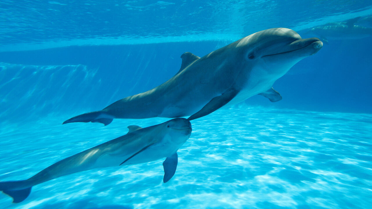 Yunuslar hakkında ilginç gerçek ortaya çıktı! Oyun sırasında o hareketi yapıyormuş... Yunuslar hakkında ilginç gerçek ortaya çıktı! Oyun sırasında o hareketi yapıyormuş... - 4. Resim