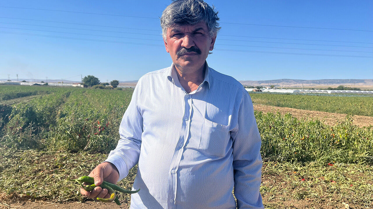 3 TL'ye bile alıcı bulamadı! Eskişehir'de çiftçiler hasat etmeden tarlalarını sürüyor - 2. Resim