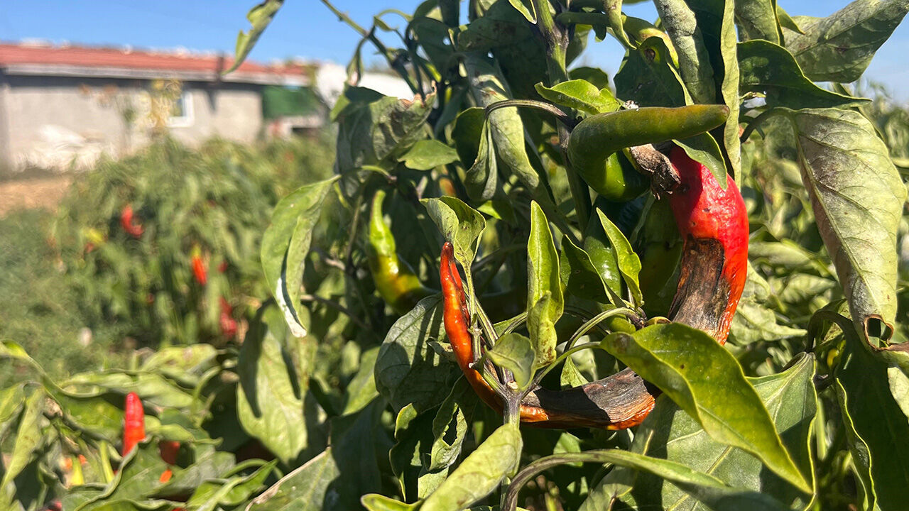 3 TL'ye bile alıcı bulamadı! Eskişehir'de çiftçiler hasat etmeden tarlalarını sürüyor - 1. Resim