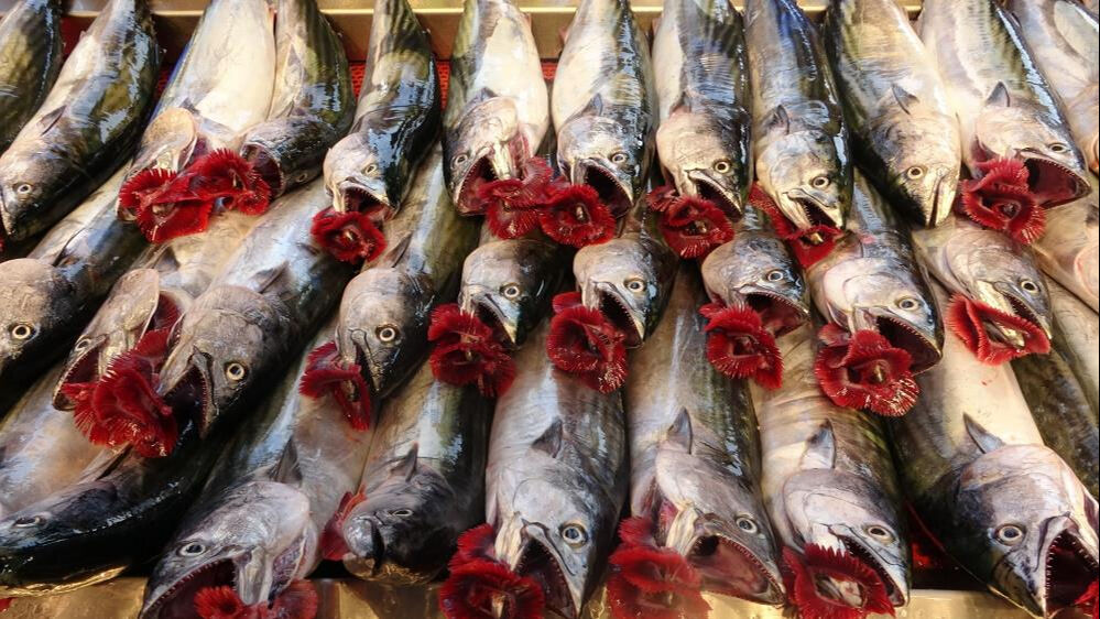 Palamut tezgahların, hamsi ihracatın zirvesine yerleşti Palamut tezgahların, hamsi ihracatın zirvesine yerleşti - 1. Resim