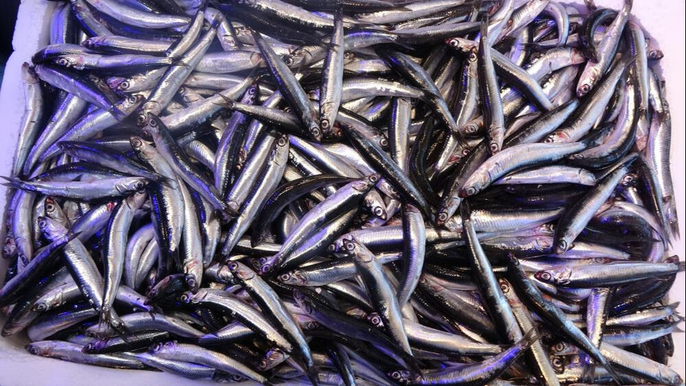 Palamut tezgahların, hamsi ihracatın zirvesine yerleşti Palamut tezgahların, hamsi ihracatın zirvesine yerleşti - 3. Resim