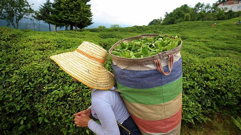 Çay üreticisini sevindirecek haber: ÇAYKUR kota süresini uzattı - 1. Resim