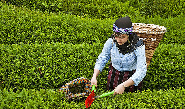 Çay üreticisini sevindirecek haber: ÇAYKUR kota süresini uzattı - 2. Resim