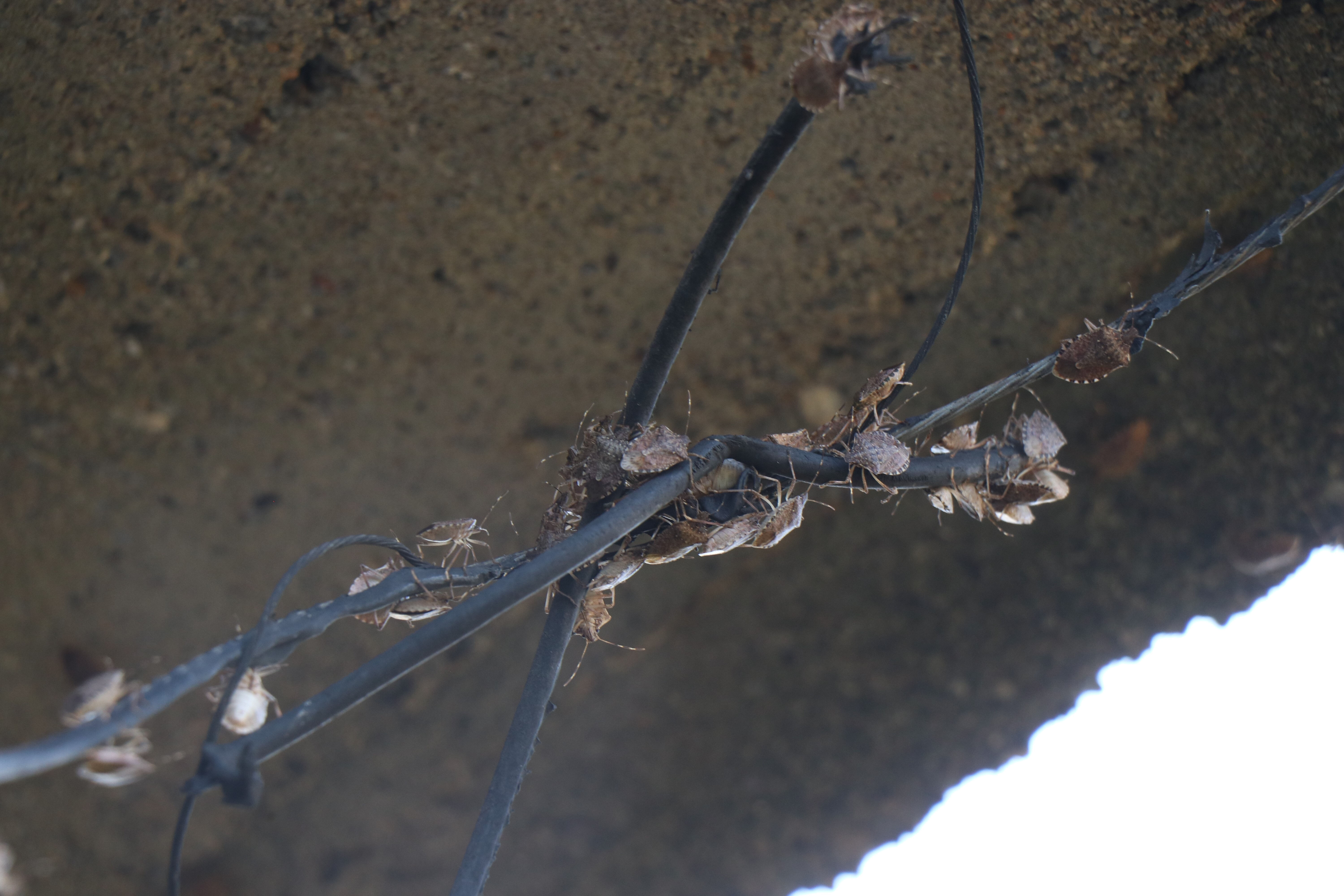 Bu mahallede kimse evde oturamıyor! İstilaya tepkililer: En az 800 bin TL zararım var - 1. Resim