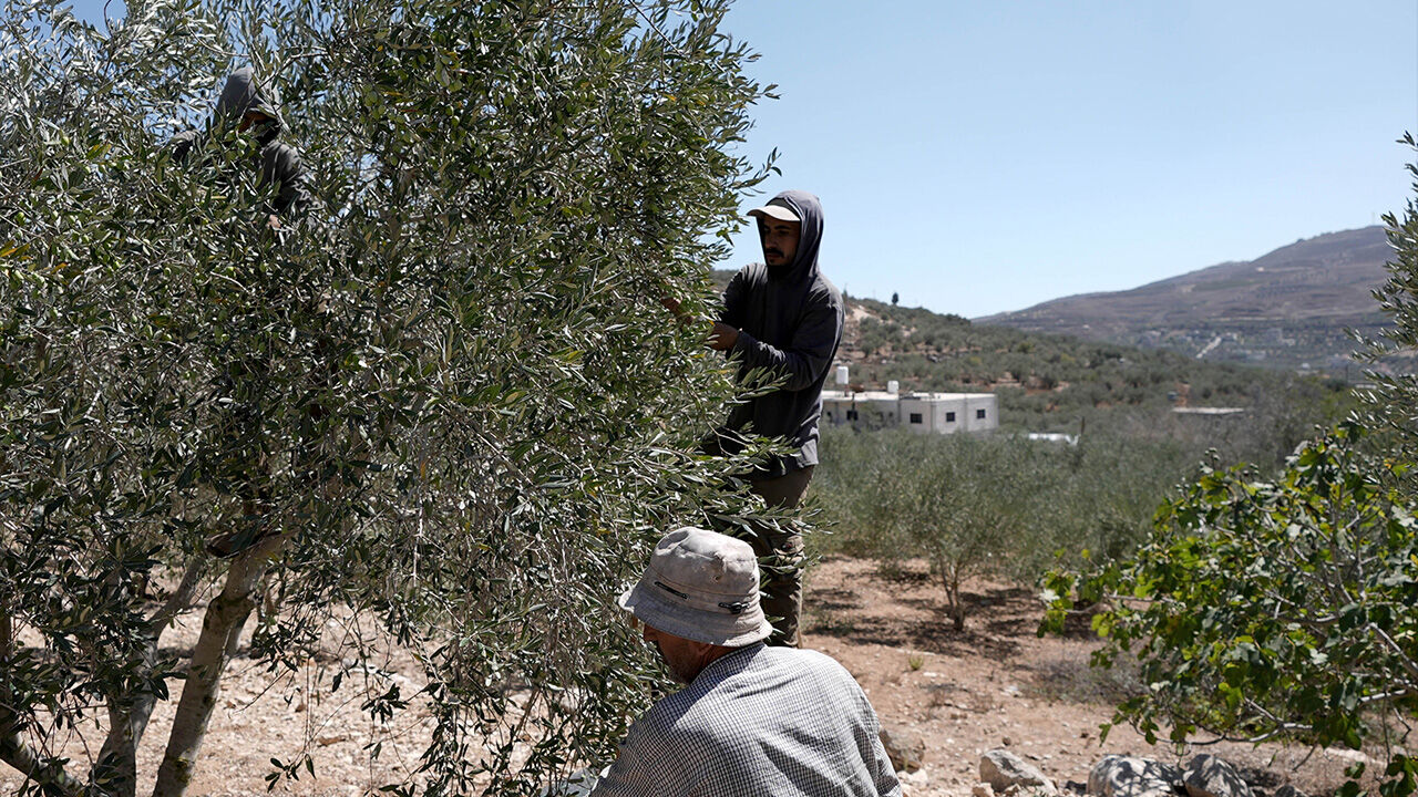 İşgal altında mahsulü kurtarmaya çalıştılar! Filistinli çiftçiler zeytin hasadı yapamıyor - 1. Resim