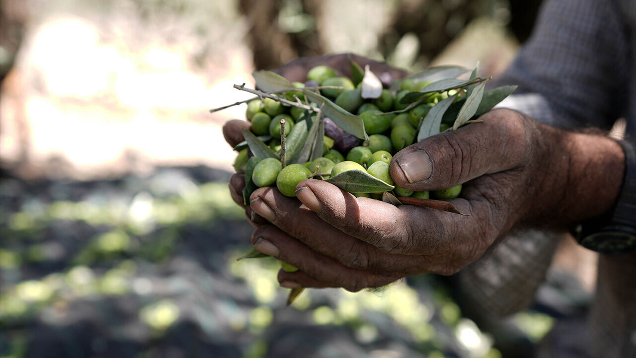 İşgal altında mahsulü kurtarmaya çalıştılar! Filistinli çiftçiler zeytin hasadı yapamıyor - 3. Resim