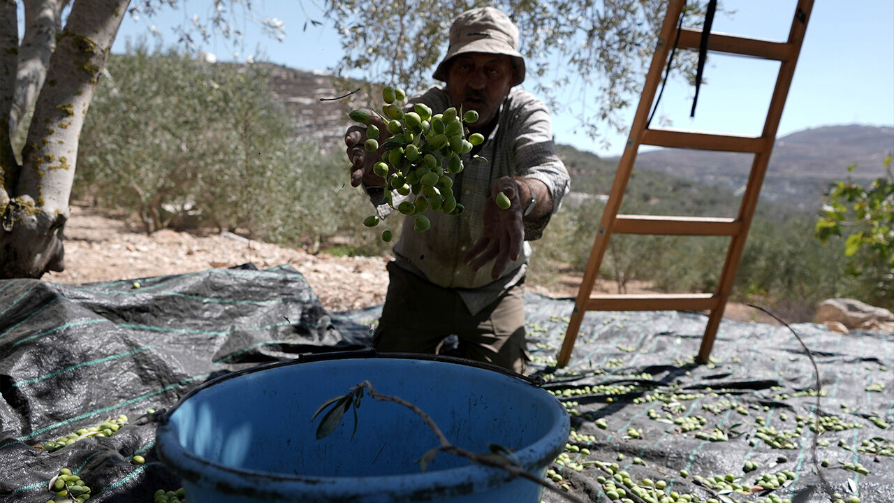 İşgal altında mahsulü kurtarmaya çalıştılar! Filistinli çiftçiler zeytin hasadı yapamıyor - 5. Resim