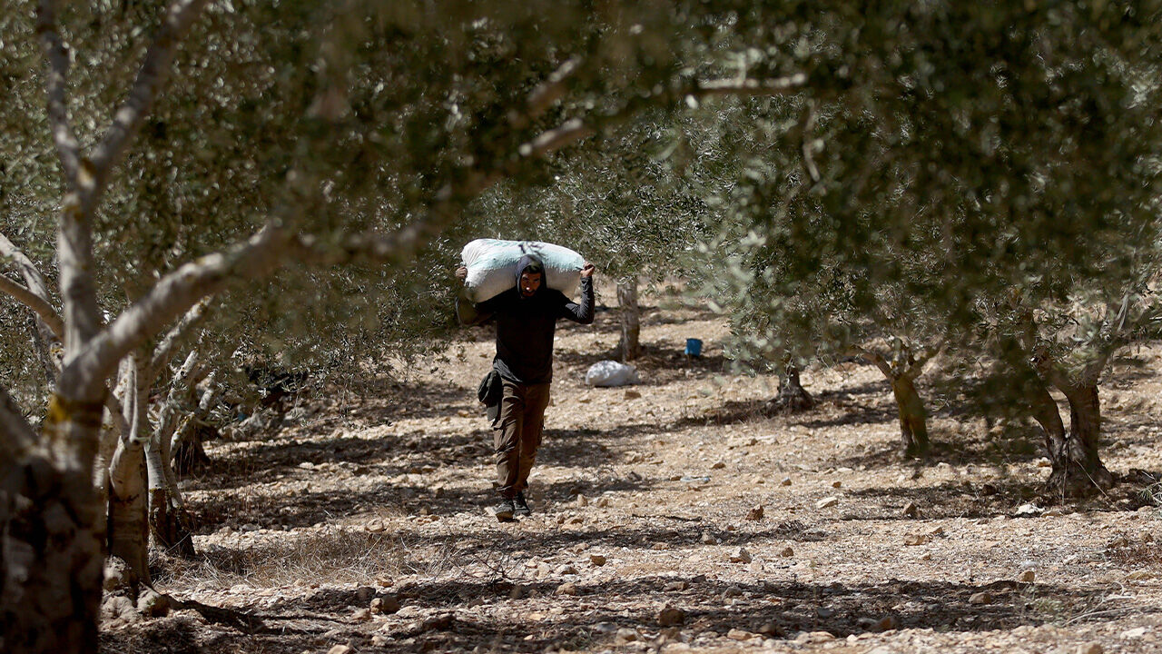 İşgal altında mahsulü kurtarmaya çalıştılar! Filistinli çiftçiler zeytin hasadı yapamıyor - 4. Resim