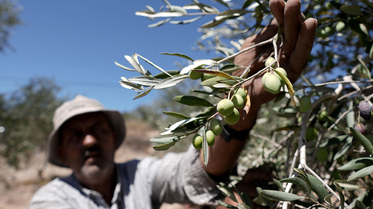 İşgal altında mahsulü kurtarmaya çalıştılar! Filistinli çiftçiler zeytin hasadı yapamıyor - 2. Resim