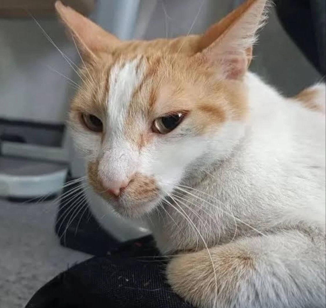 Kediyi pencereden atan gözetmenin 3 yıla kadar hapsi istendi - 1. Resim