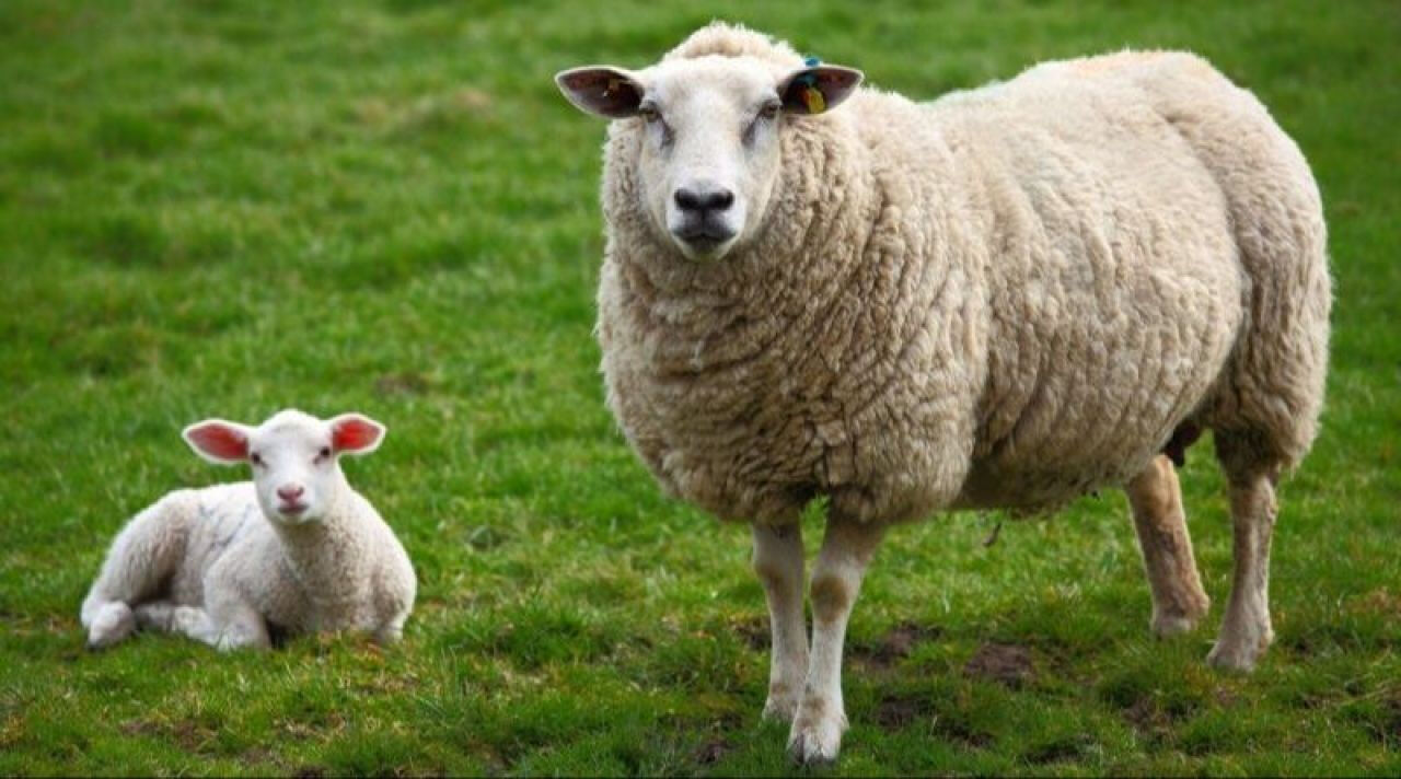 Mavi dil virüsü hastalığının belirtileri belli oldu  - 5. Resim